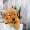 Image of Kayla, a Golden Retriever puppy