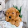 Image of Kayla, a Golden Retriever puppy