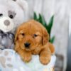 Image of Kayla, a Golden Retriever puppy