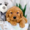 Image of Kayla, a Golden Retriever puppy