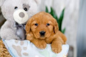 Image of Kayla, a Golden Retriever puppy