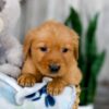 Image of Kaylene, a Golden Retriever puppy