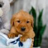 Image of Kaylene, a Golden Retriever puppy