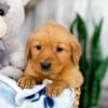 Image of Kaylene, a Golden Retriever puppy