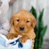 Image of Kaylene, a Golden Retriever puppy