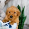 Image of Kaylene, a Golden Retriever puppy