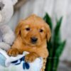 Image of Kaylene, a Golden Retriever puppy