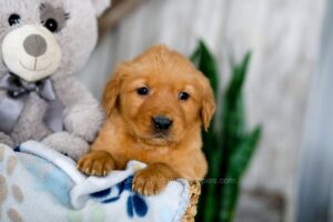 Image of Kaylene, a Golden Retriever puppy