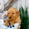 Image of Kaylene, a Golden Retriever puppy