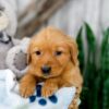 Image of Kaylene, a Golden Retriever puppy