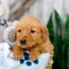 Image of Kaylene, a Golden Retriever puppy