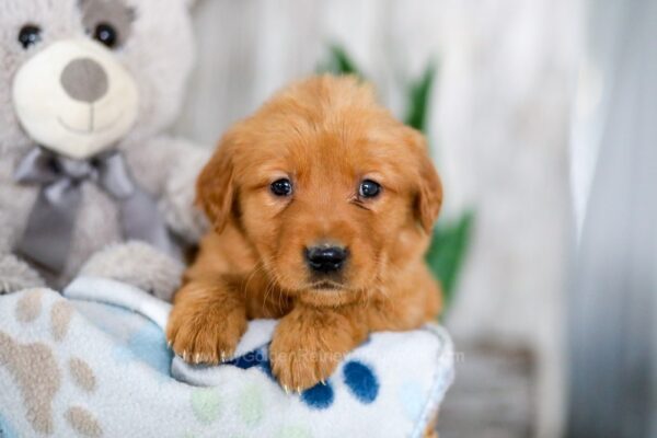 Image of Kim, a Golden Retriever puppy