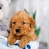 Image of Kim, a Golden Retriever puppy