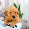 Image of Kim, a Golden Retriever puppy