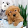 Image of Kinsley, a Golden Retriever puppy