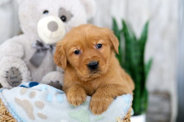 Image of Kinsley, a Golden Retriever puppy