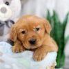 Image of Kinsley, a Golden Retriever puppy