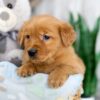 Image of Kinsley, a Golden Retriever puppy