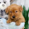 Image of Kinsley, a Golden Retriever puppy