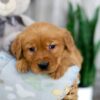 Image of Kinsley, a Golden Retriever puppy