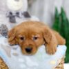 Image of Kinsley, a Golden Retriever puppy