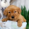 Image of Kinsley, a Golden Retriever puppy