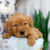 Image of Kinsley, a Golden Retriever puppy