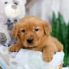 Image of Kinsley, a Golden Retriever puppy