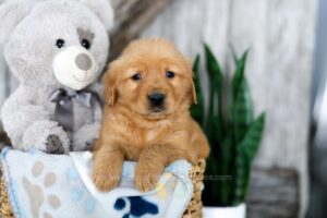 Image of Kody, a Golden Retriever puppy