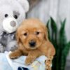 Image of Kody, a Golden Retriever puppy