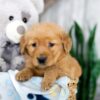 Image of Kody, a Golden Retriever puppy