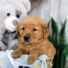 Image of Kody, a Golden Retriever puppy