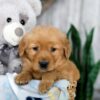 Image of Kody, a Golden Retriever puppy