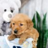 Image of Kody, a Golden Retriever puppy