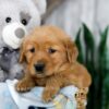 Image of Kody, a Golden Retriever puppy