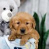 Image of Kody, a Golden Retriever puppy