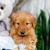 Image of Kylie, a Golden Retriever puppy