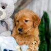 Image of Kylie, a Golden Retriever puppy