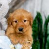 Image of Kylie, a Golden Retriever puppy