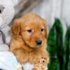 Image of Kylie, a Golden Retriever puppy