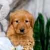 Image of Kylie, a Golden Retriever puppy