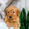 Image of Kylie, a Golden Retriever puppy