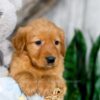 Image of Kylie, a Golden Retriever puppy