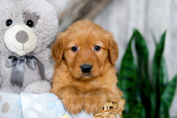 Image of Kylie, a Golden Retriever puppy