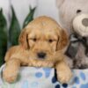 Image of Lacey, a Golden Retriever puppy