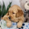 Image of Lacey, a Golden Retriever puppy