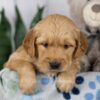 Image of Lacey, a Golden Retriever puppy