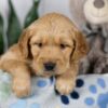 Image of Lacey, a Golden Retriever puppy