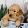 Image of Lacey, a Golden Retriever puppy