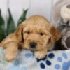 Image of Lacey, a Golden Retriever puppy